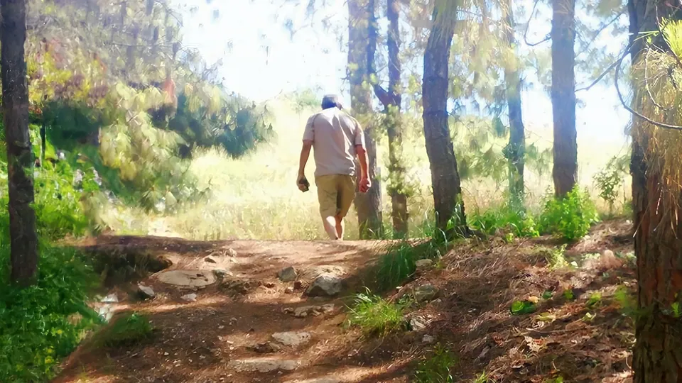 אבא צועד בשביל ביער, מגבו, בין עצי אורן.